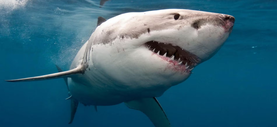 Great white in sea