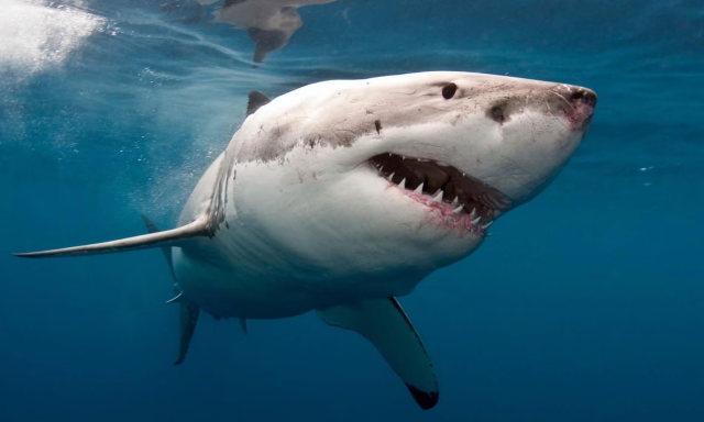 Great white in sea